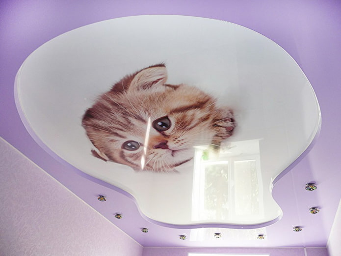 Impresión fotográfica con un gatito