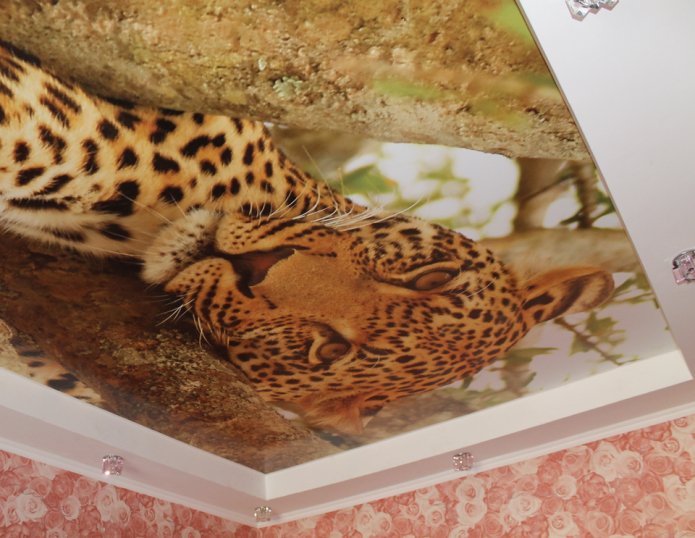 Techo tensado con imagen de leopardo