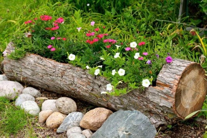 macizo de flores en un tronco