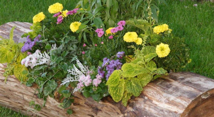 macizo de flores en un tronco
