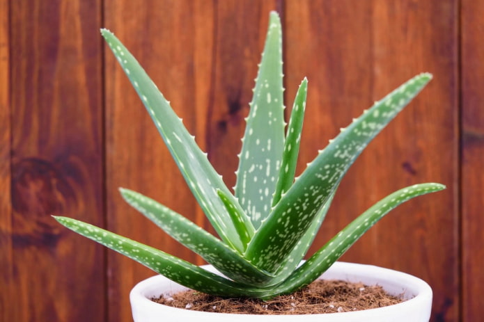 Aloe en maceta blanca