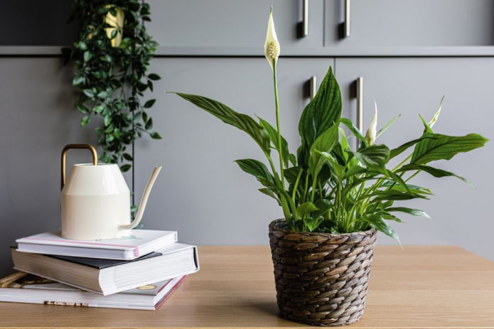 Spathiphyllum en maceta de mimbre