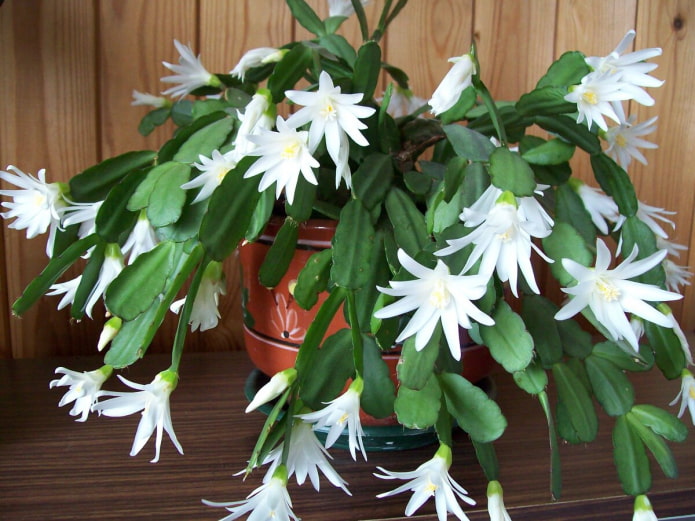 Decembrista Blanco