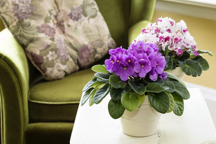 Violetas de Uzambara