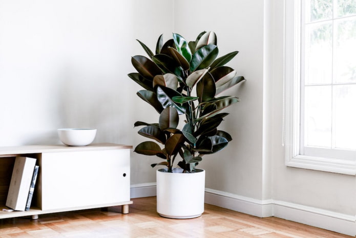 Ficus de hojas de caucho en una maceta blanca