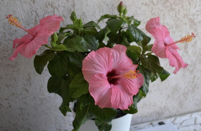 Hibiscus rosa