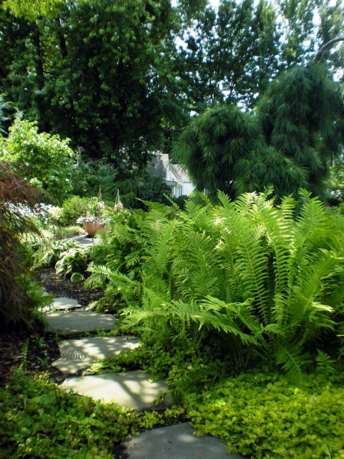 Un helecho en el jardín