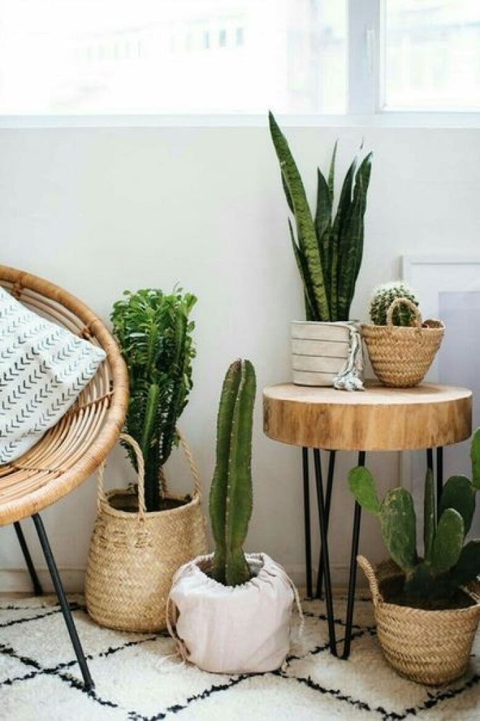 Plantas en cestas