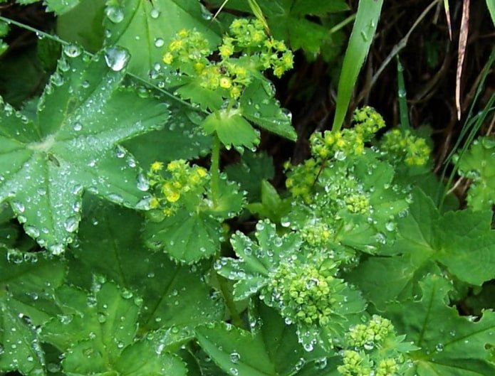 manguito en gotas de rocío