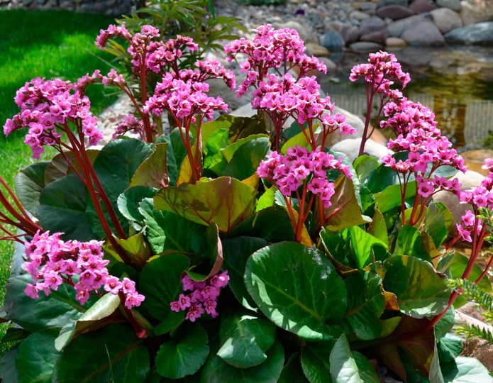 bergenia de hojas de corazón
