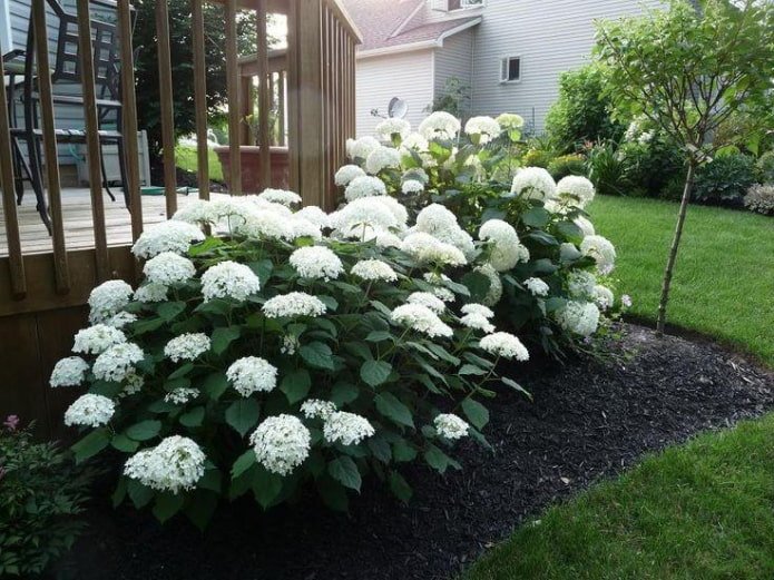 arbusto de hortensias cerca de la cerca