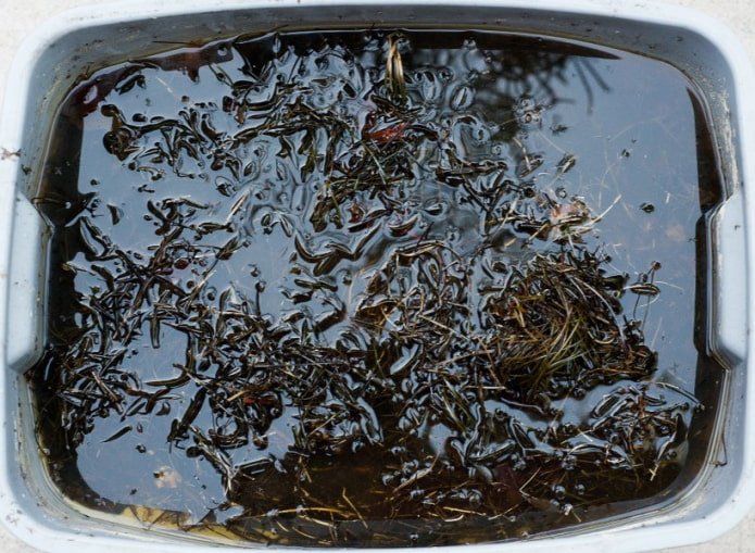 Fertilizante líquido de agujas de pino