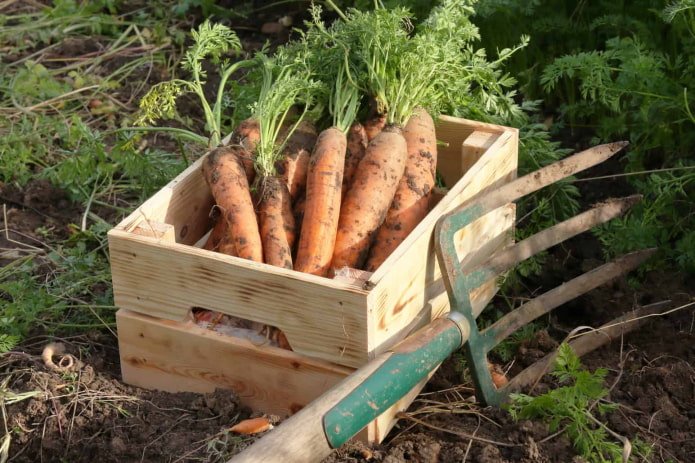 Cosecha de zanahorias