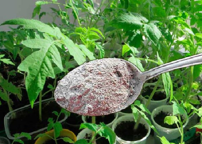 alimentación del tomate
