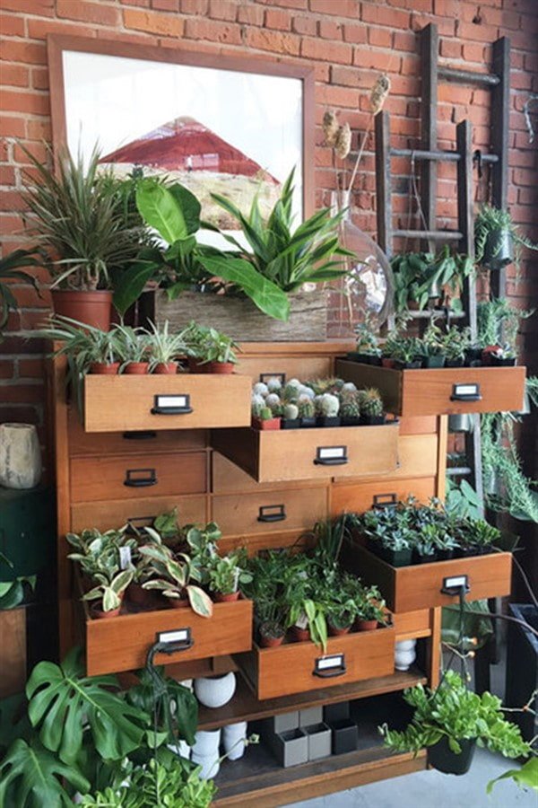 Plantas en la cómoda