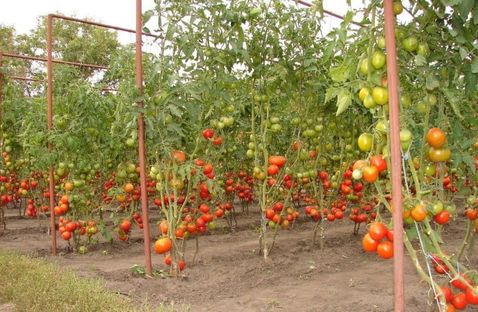 tied tomatos