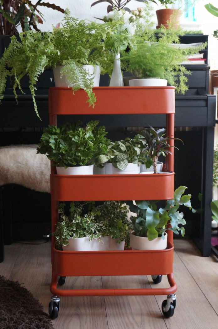 Plantas en un carrito