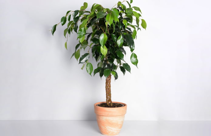 ficus trenzado