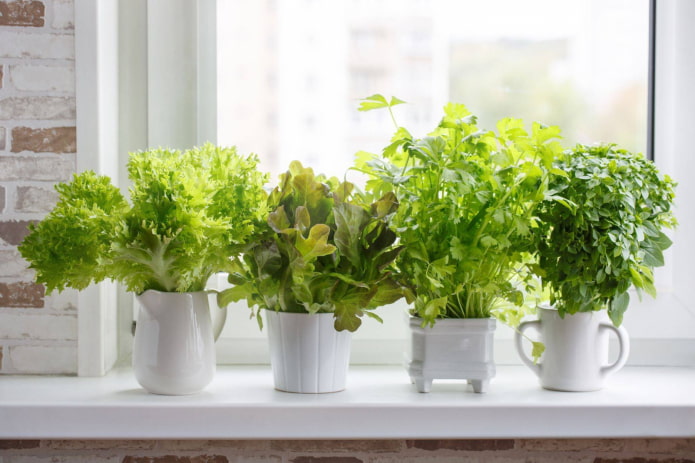 cómo cultivar lechuga