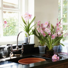 ¿Qué plantas se pueden usar en la cocina?-0