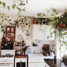 ¿Qué plantas se pueden usar en la cocina?-3