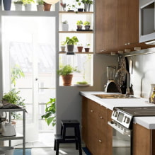 ¿Qué plantas se pueden usar en la cocina?-4