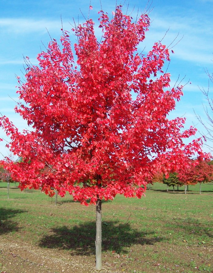 Arce rojo