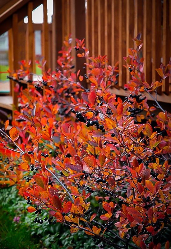 Aronia negra en otoño