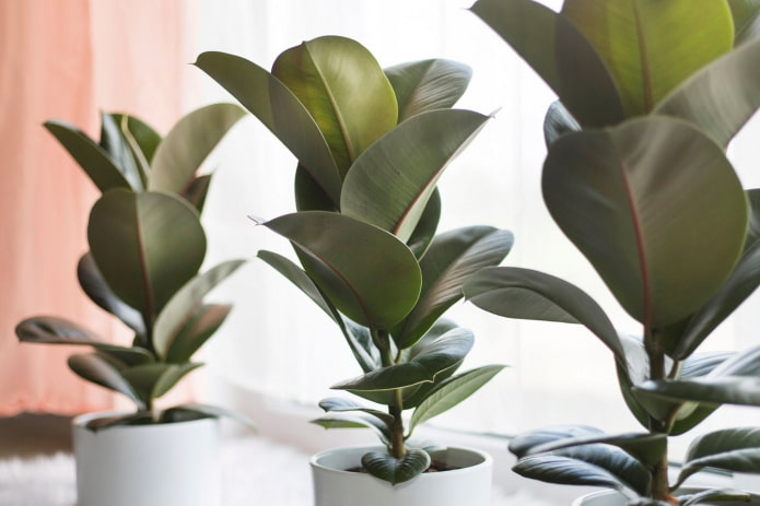 ¿Hay veneno en los ficus?