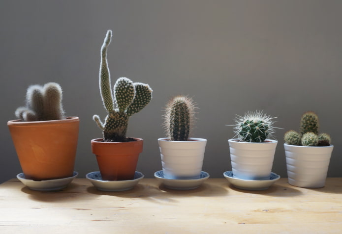 ¿Se pueden tener cactus en casa?