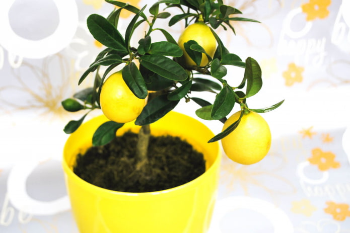 Plantas útiles para el hogar