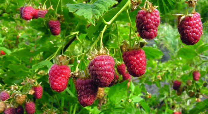 frambuesa