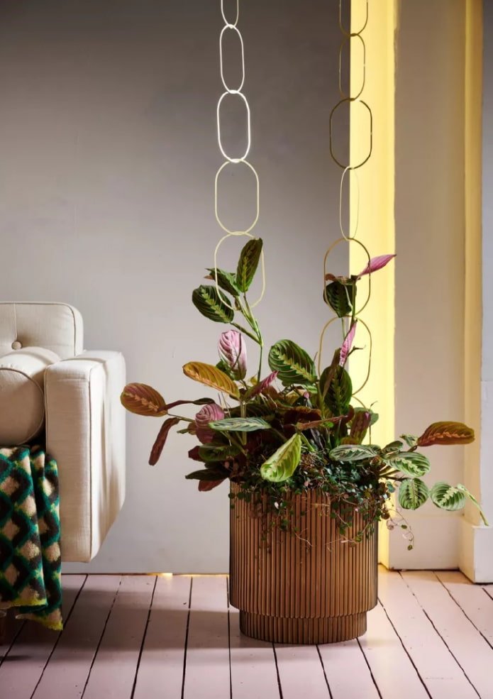 Maranta en el interior