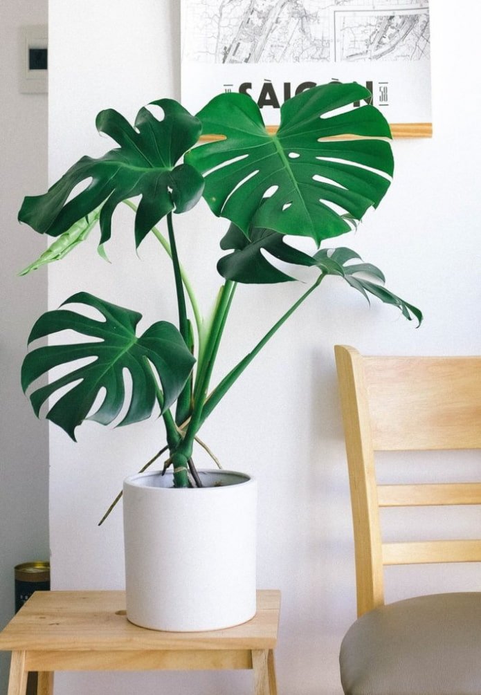 Monstera en el salón