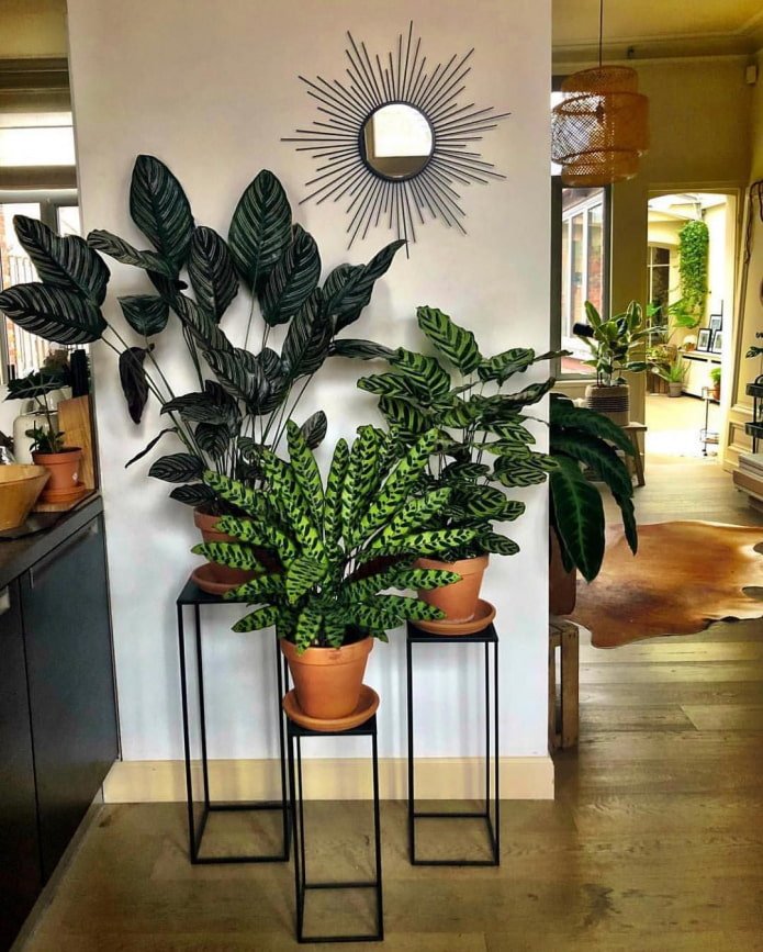 Un punto focal en el interior hecho de plantas