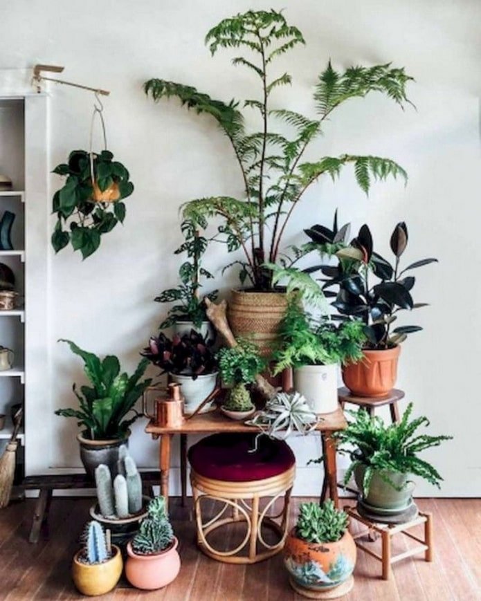 Grupo de plantas