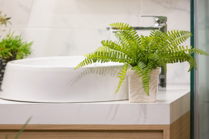helecho para el baño