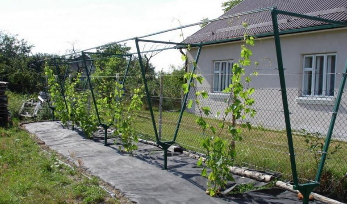 enrejado para uvas