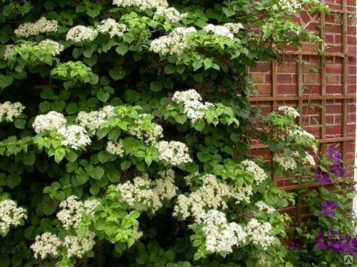 Hortensia Peciolada