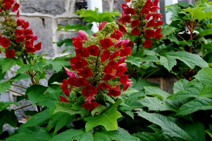 Amatista