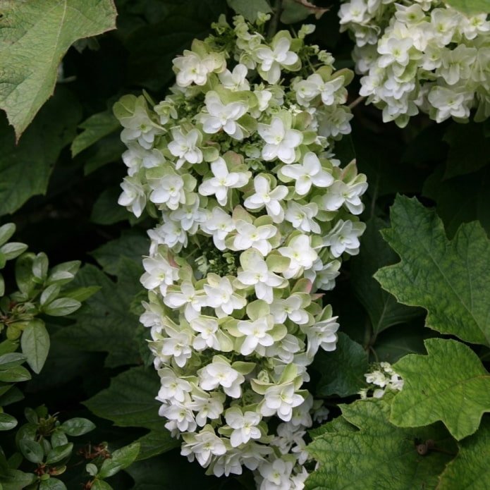 Hortensia blanca