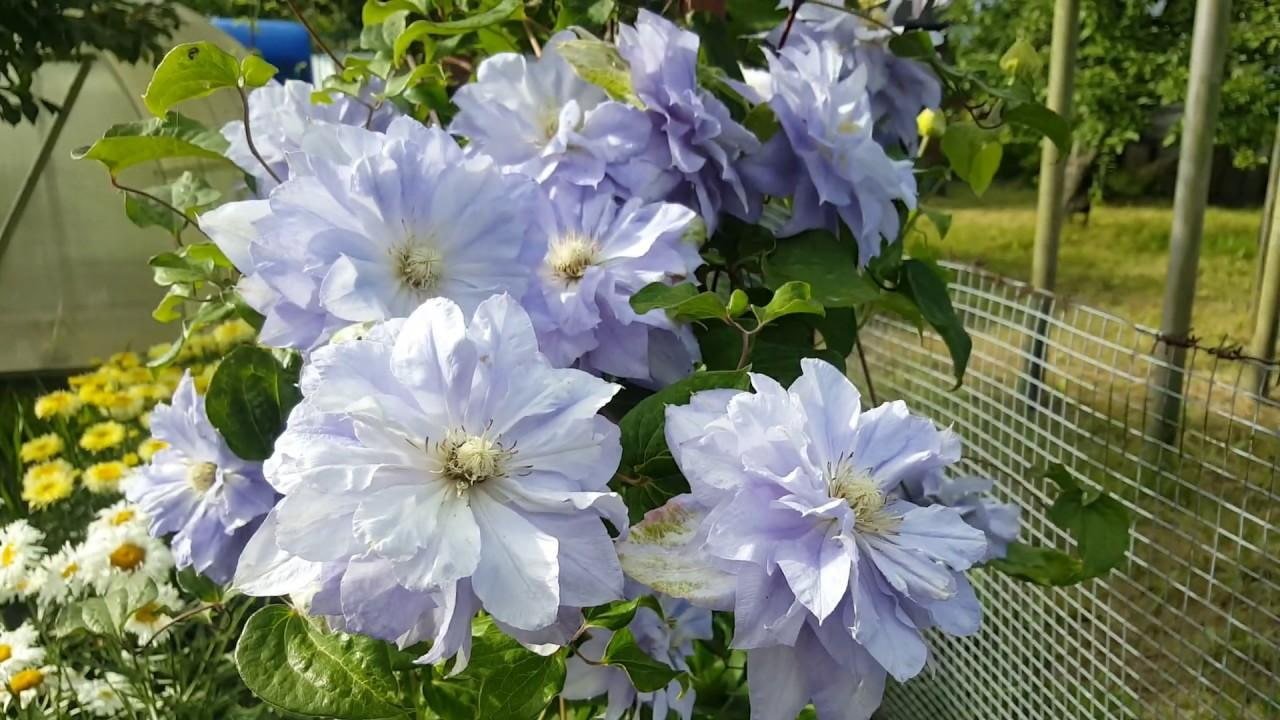 flores de clemátide blancas y lilas