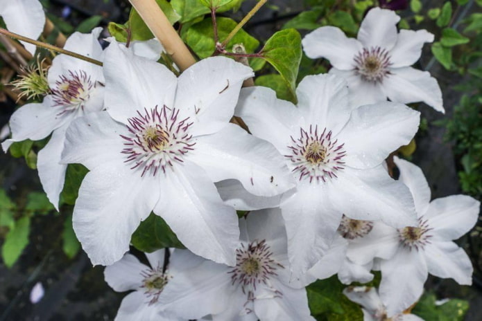 pétalos blancos