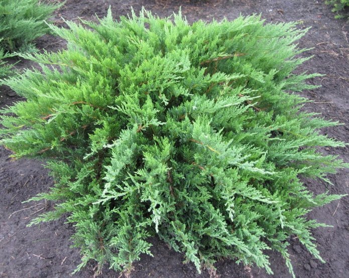 Enebro cosaco