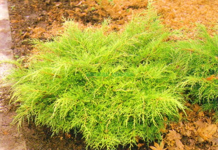 Oro Viejo