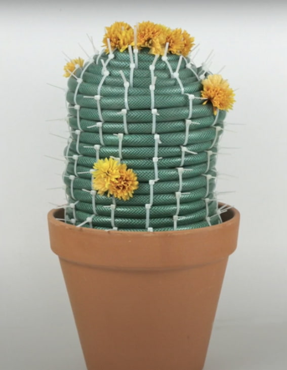cactus de una manguera