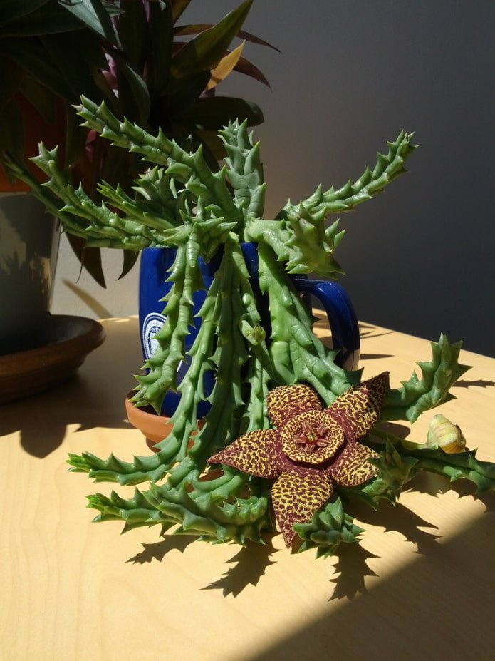 stapelia en floración