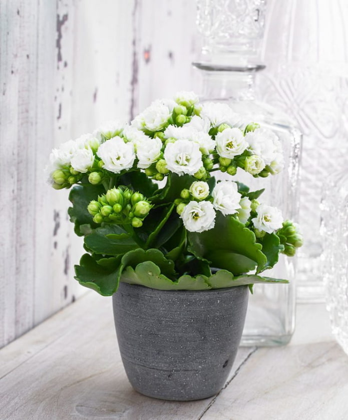Kalanchoe en flor