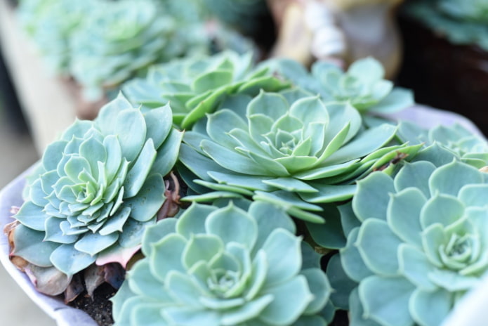 echeveria en maceta
