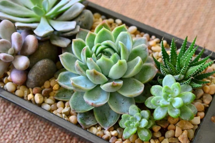 Arreglo de echeveria